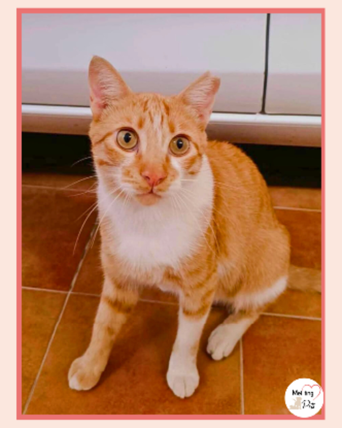 Adoption Ata