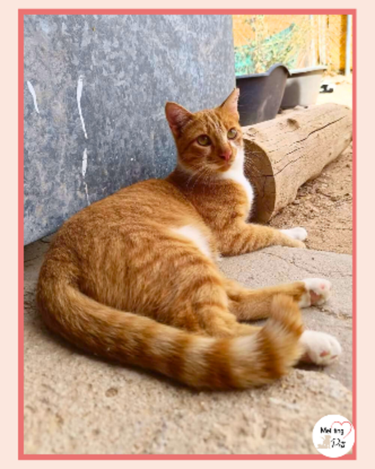 Adoption Ata