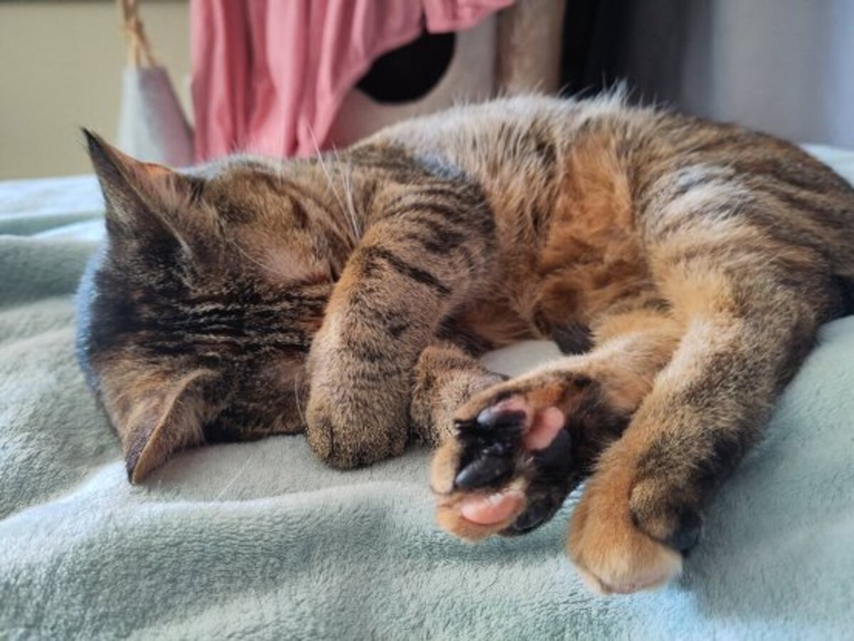 Adoption Athéna