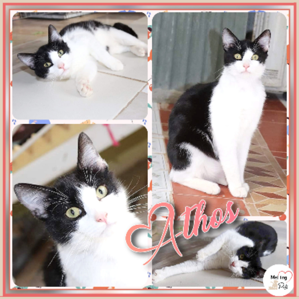 Adoption Athos