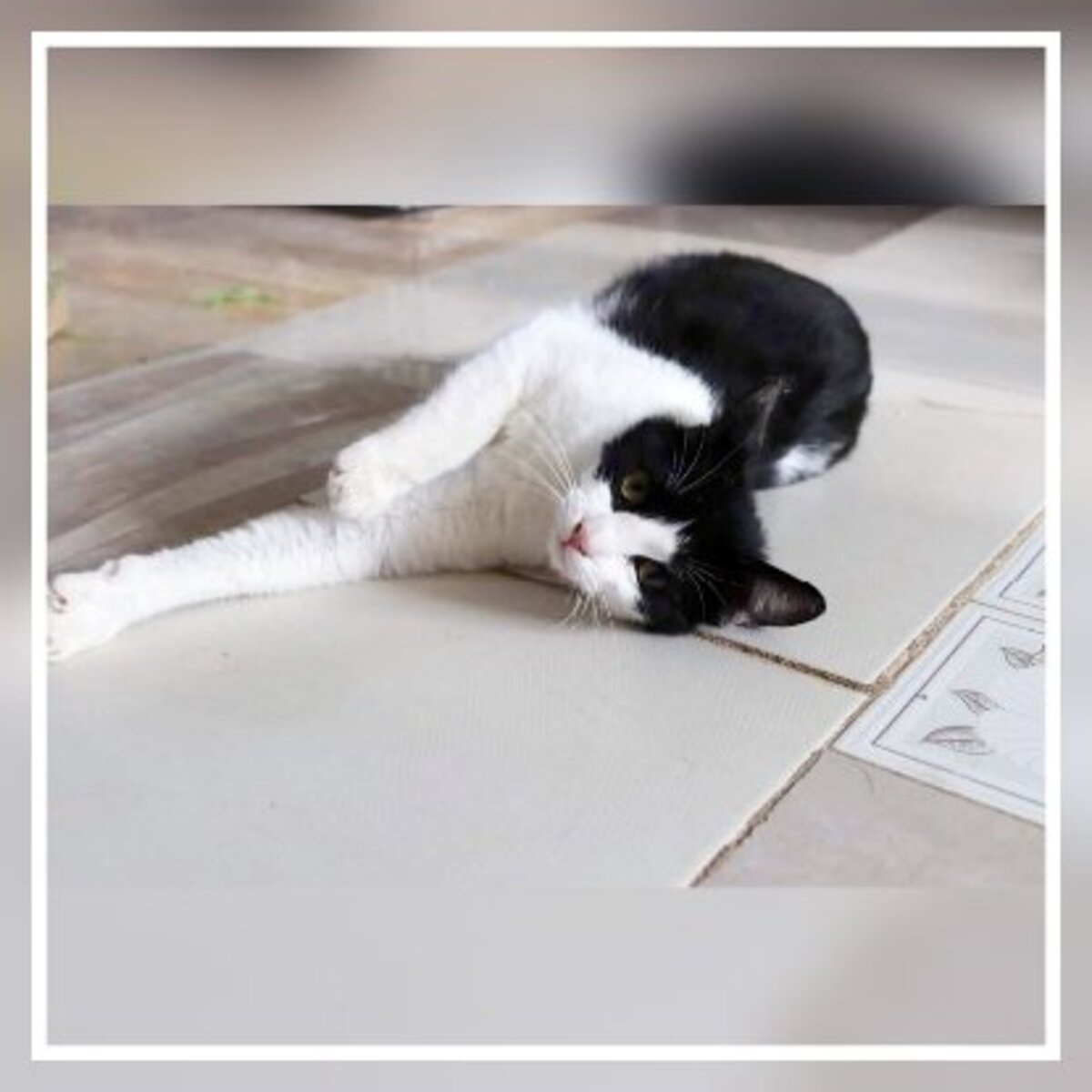 Adoption Athos