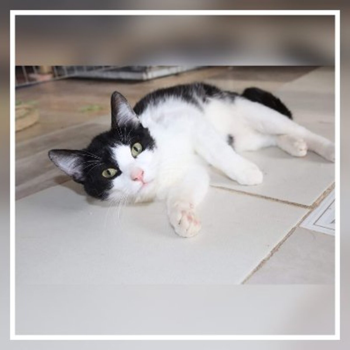 Adoption Athos