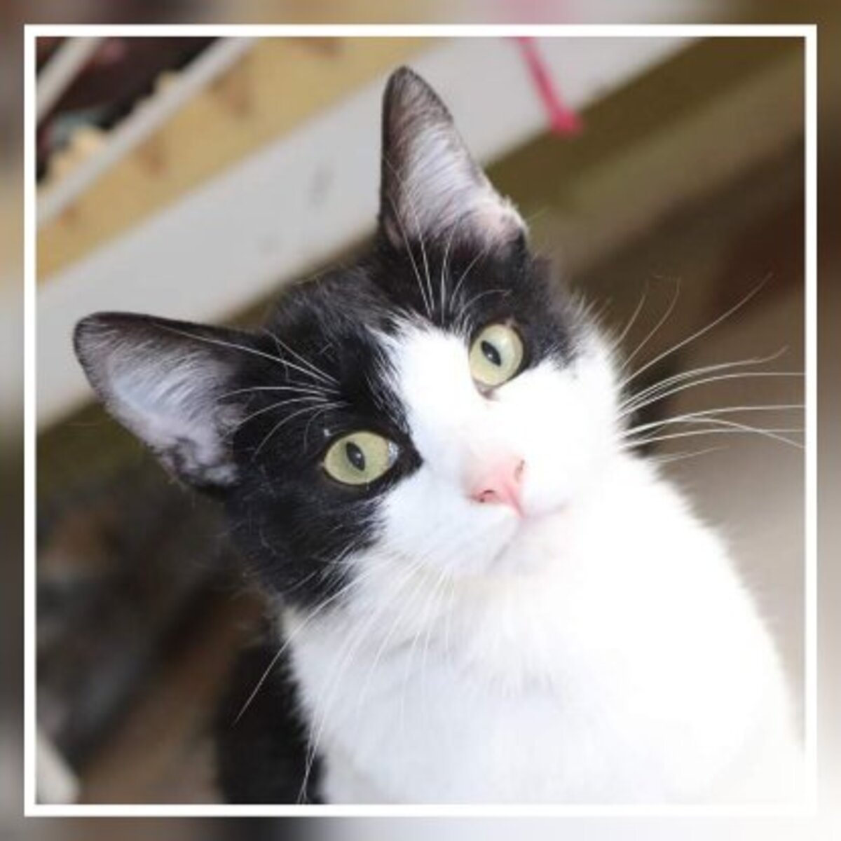 Adoption Athos