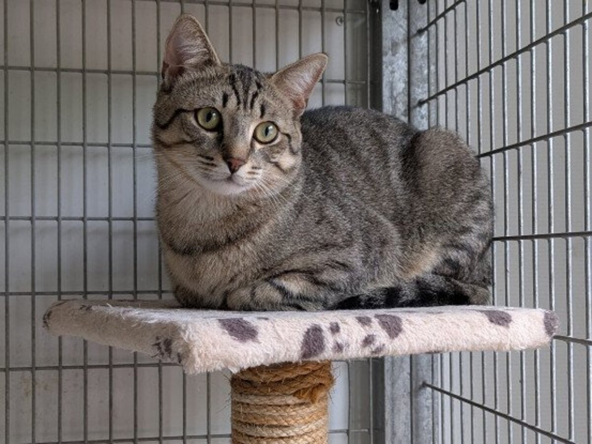 Adoption Athos