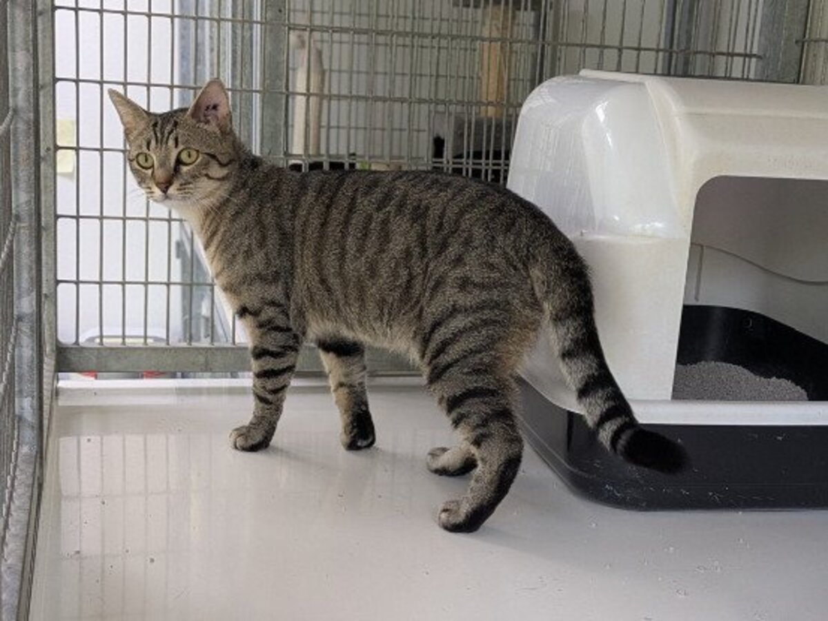 Adoption Athos