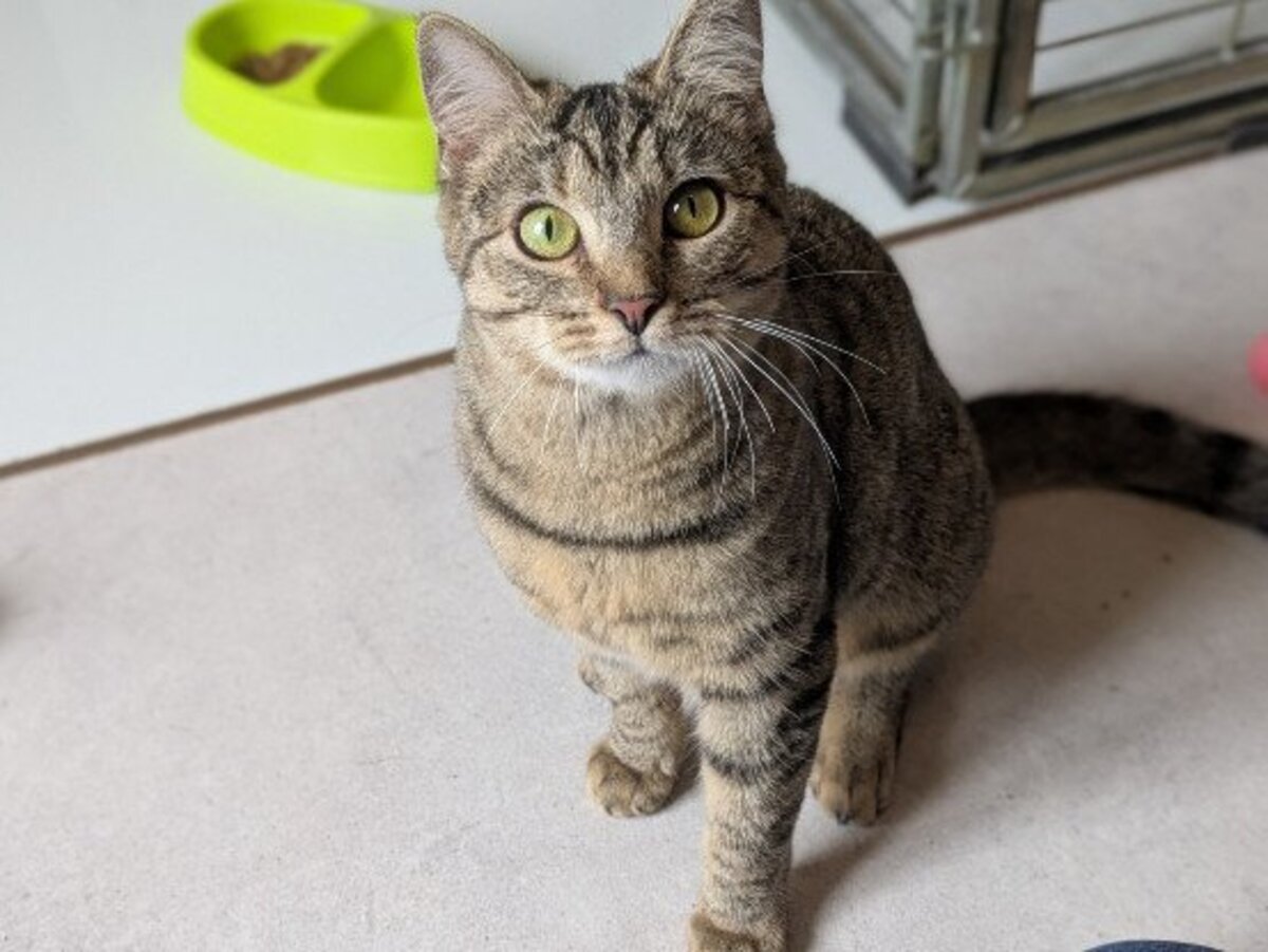 Adoption Atika