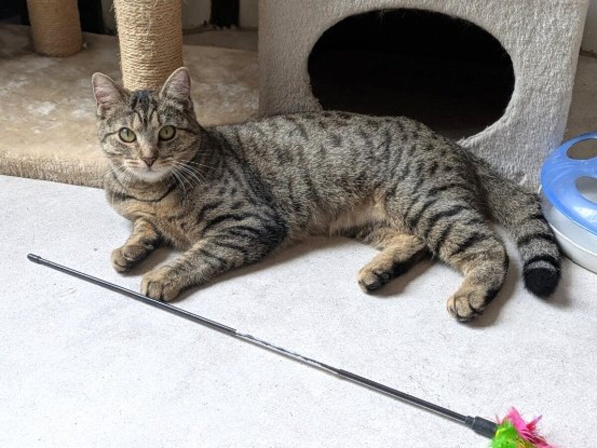 Adoption Atika