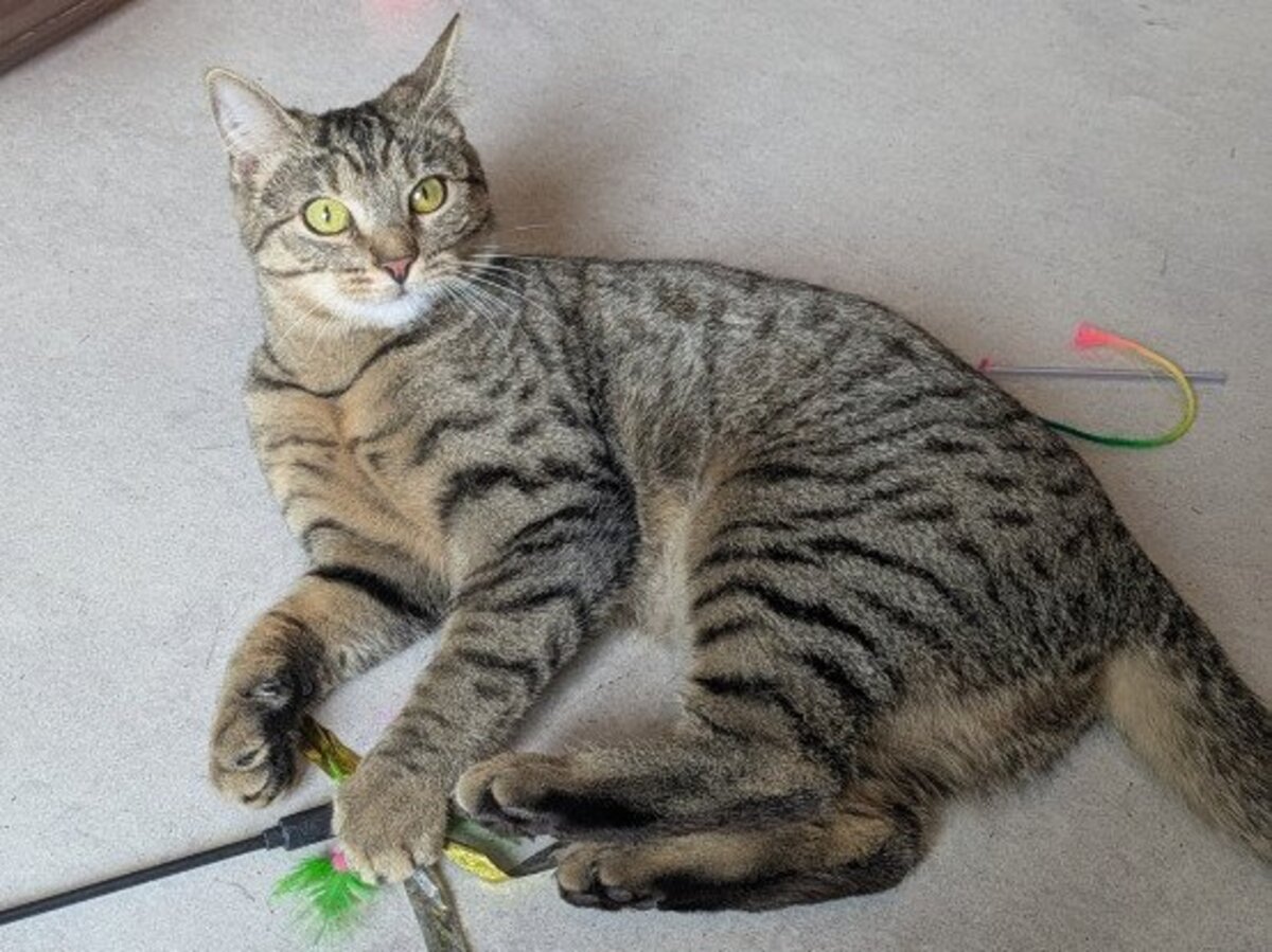 Adoption Atika