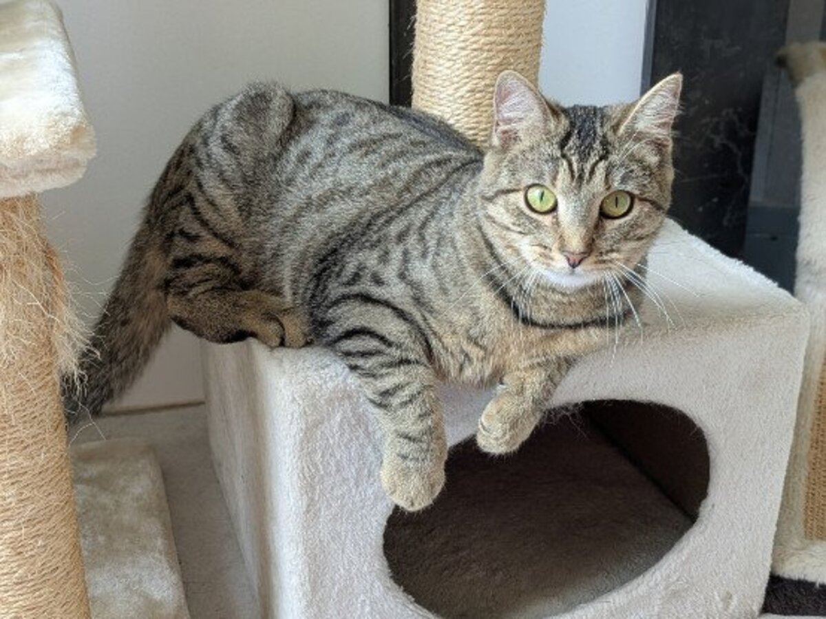Adoption Atika