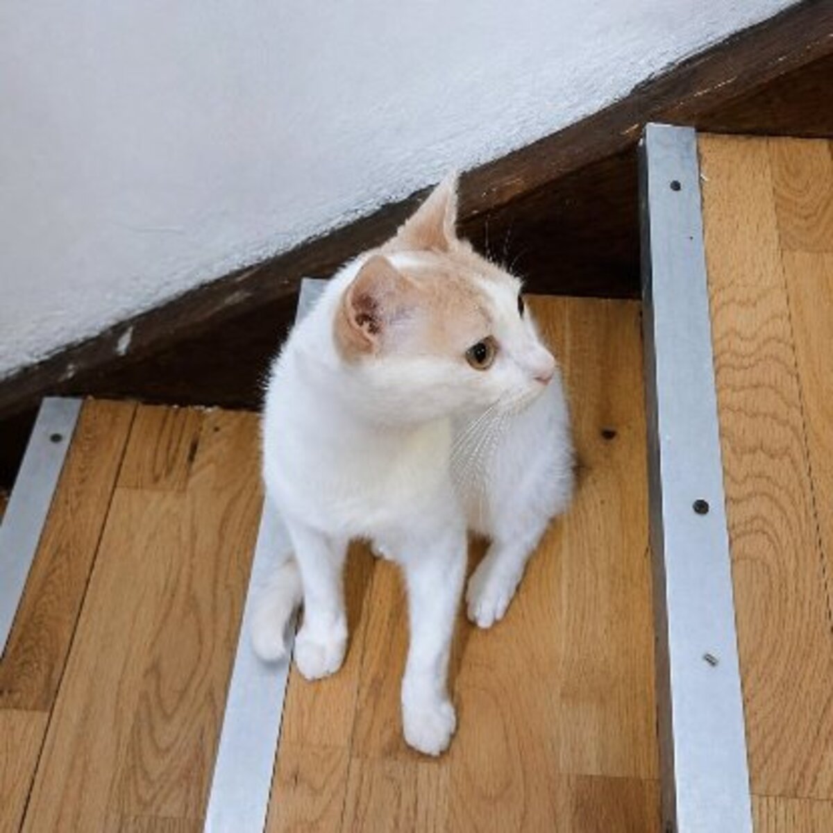 Adoption Atlas