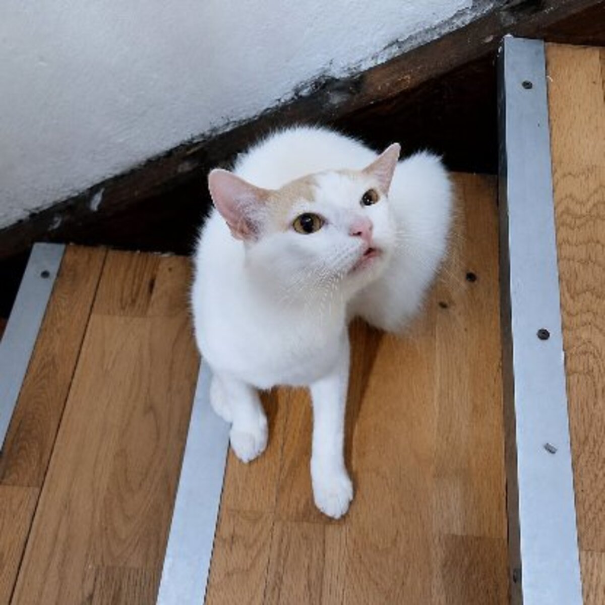Adoption Atlas
