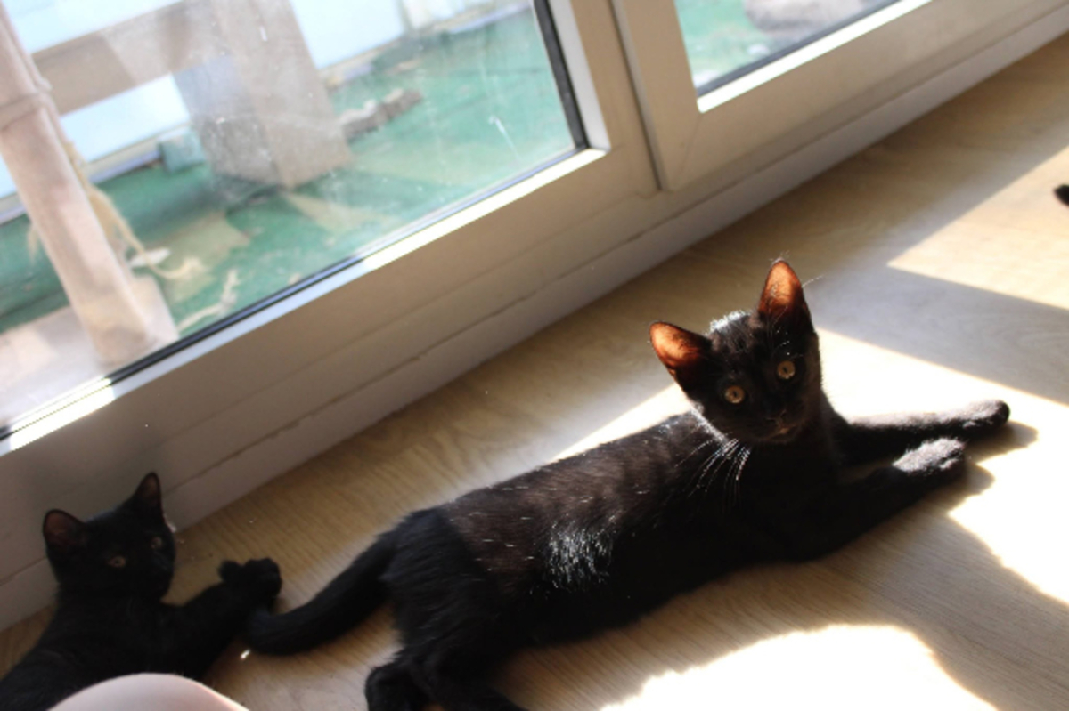 Adoption Atlas