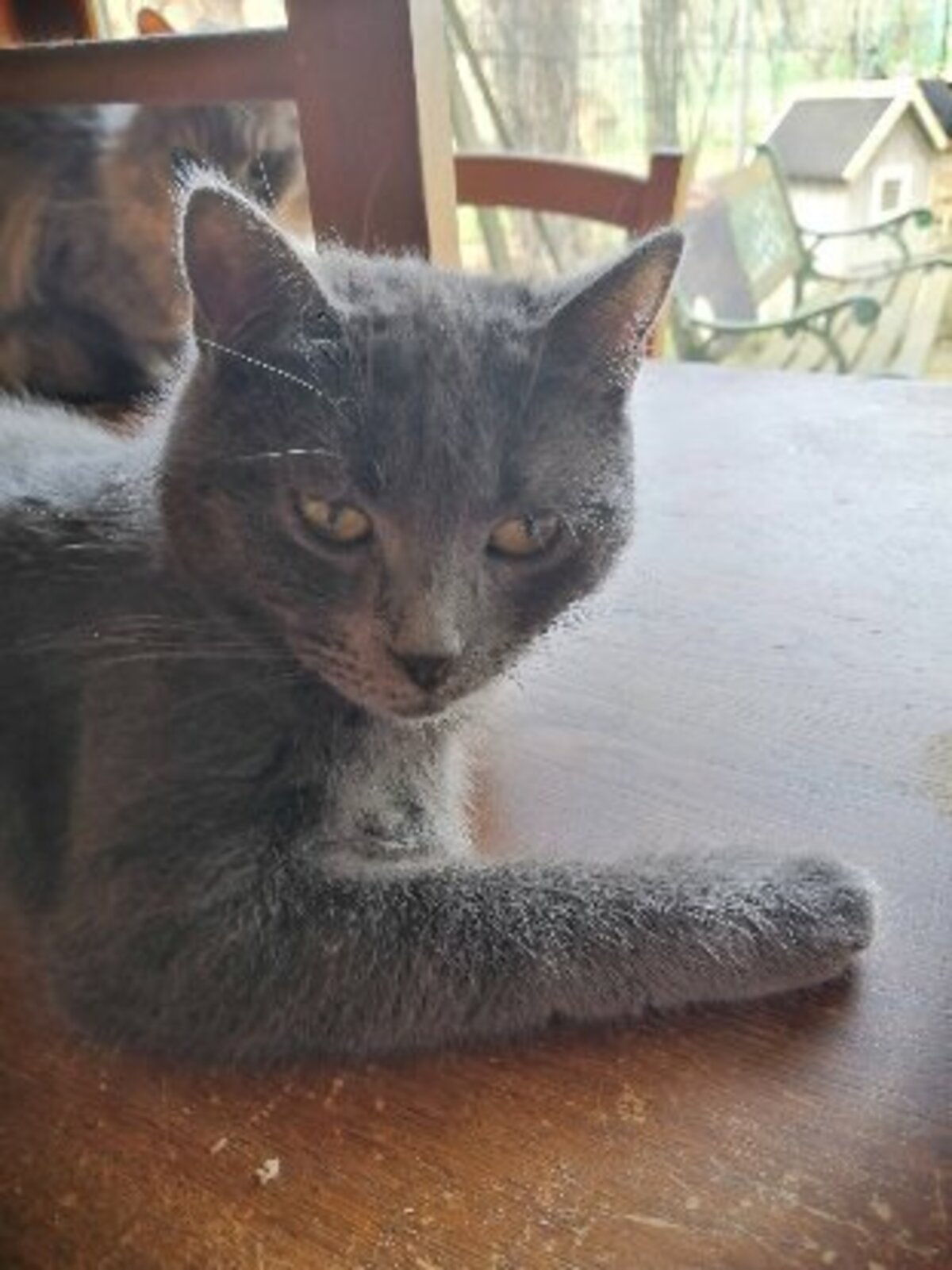Adoption Aubade