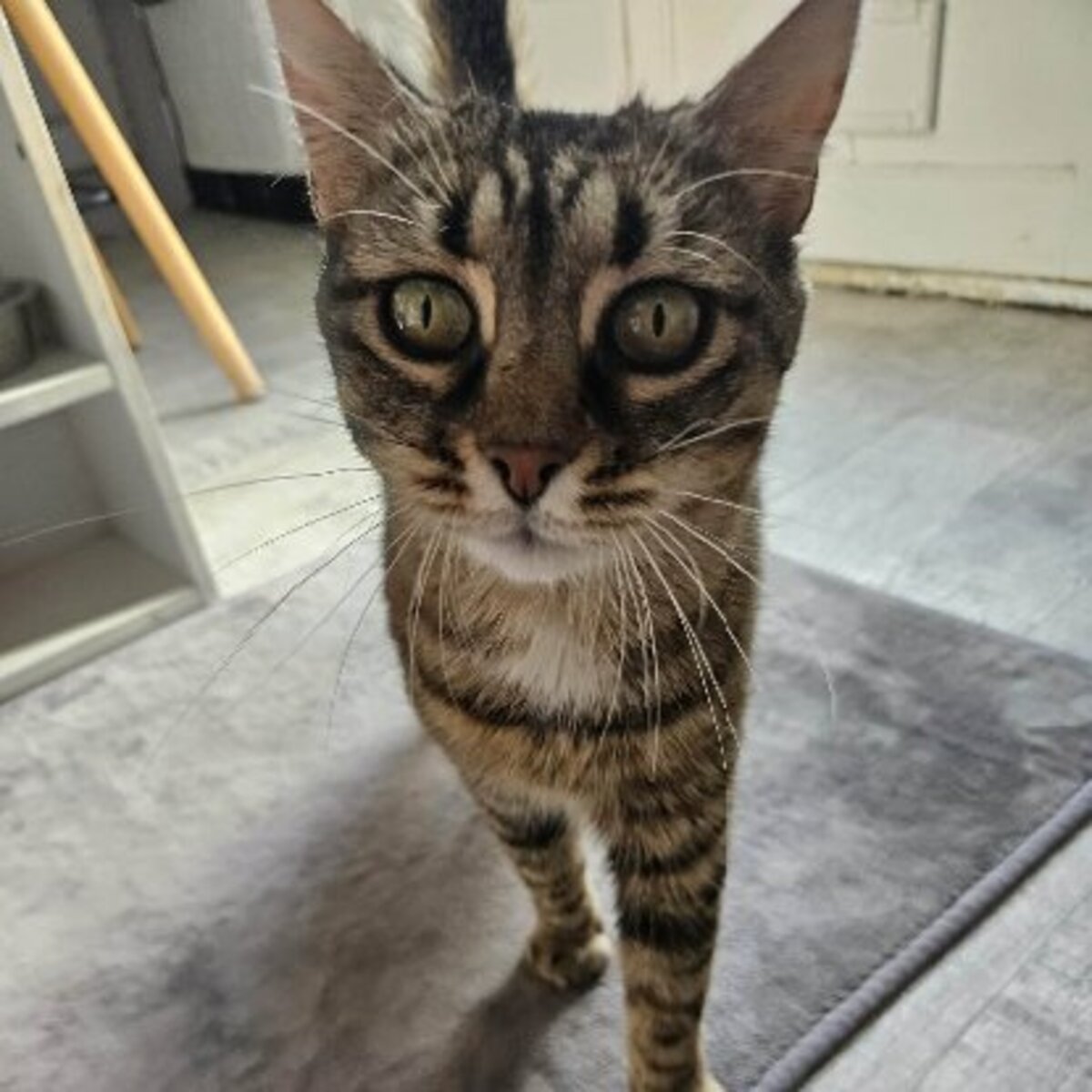 Adoption Aura