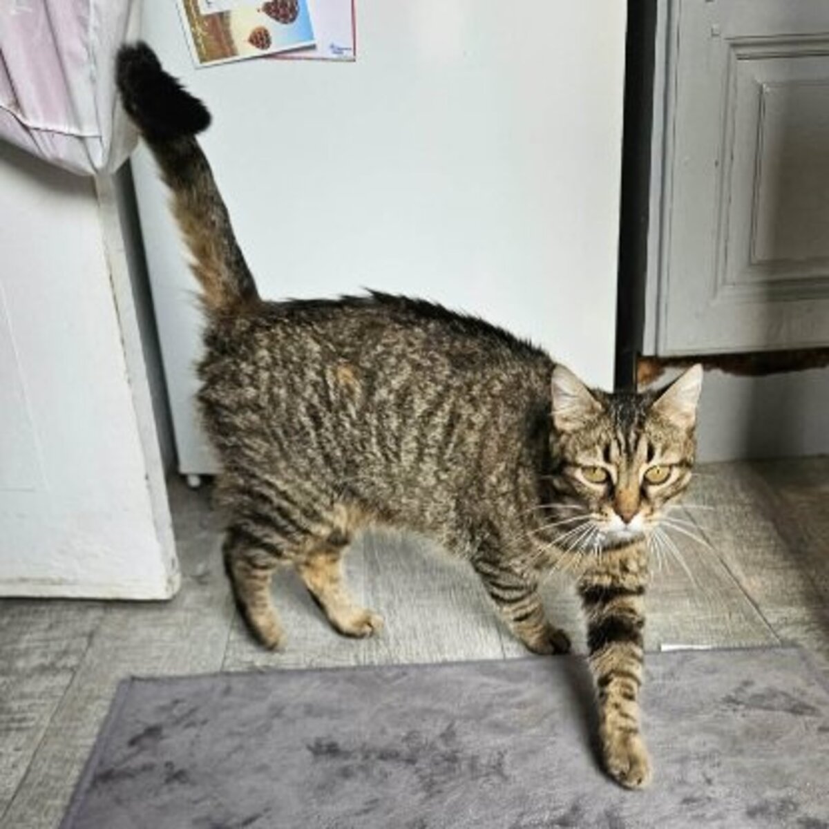 Adoption Aura