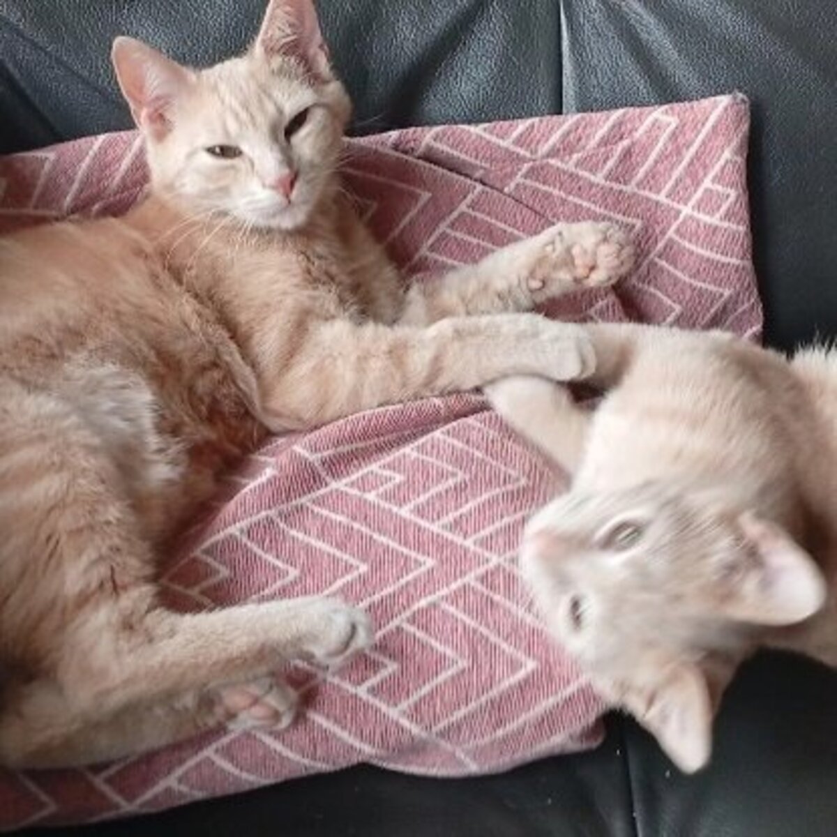 Adoption Automne et mignonne
