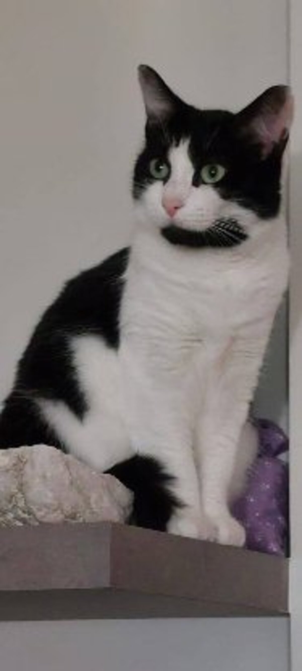 Adoption Ava