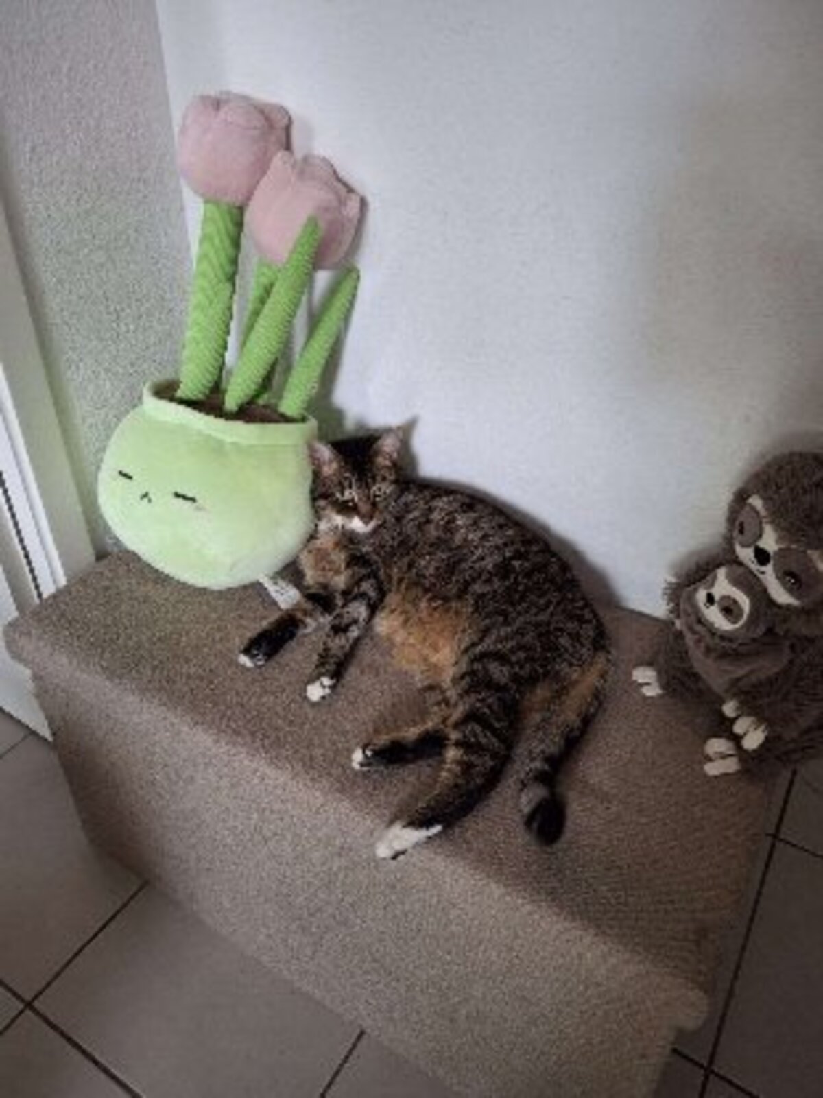 Adoption Aya
