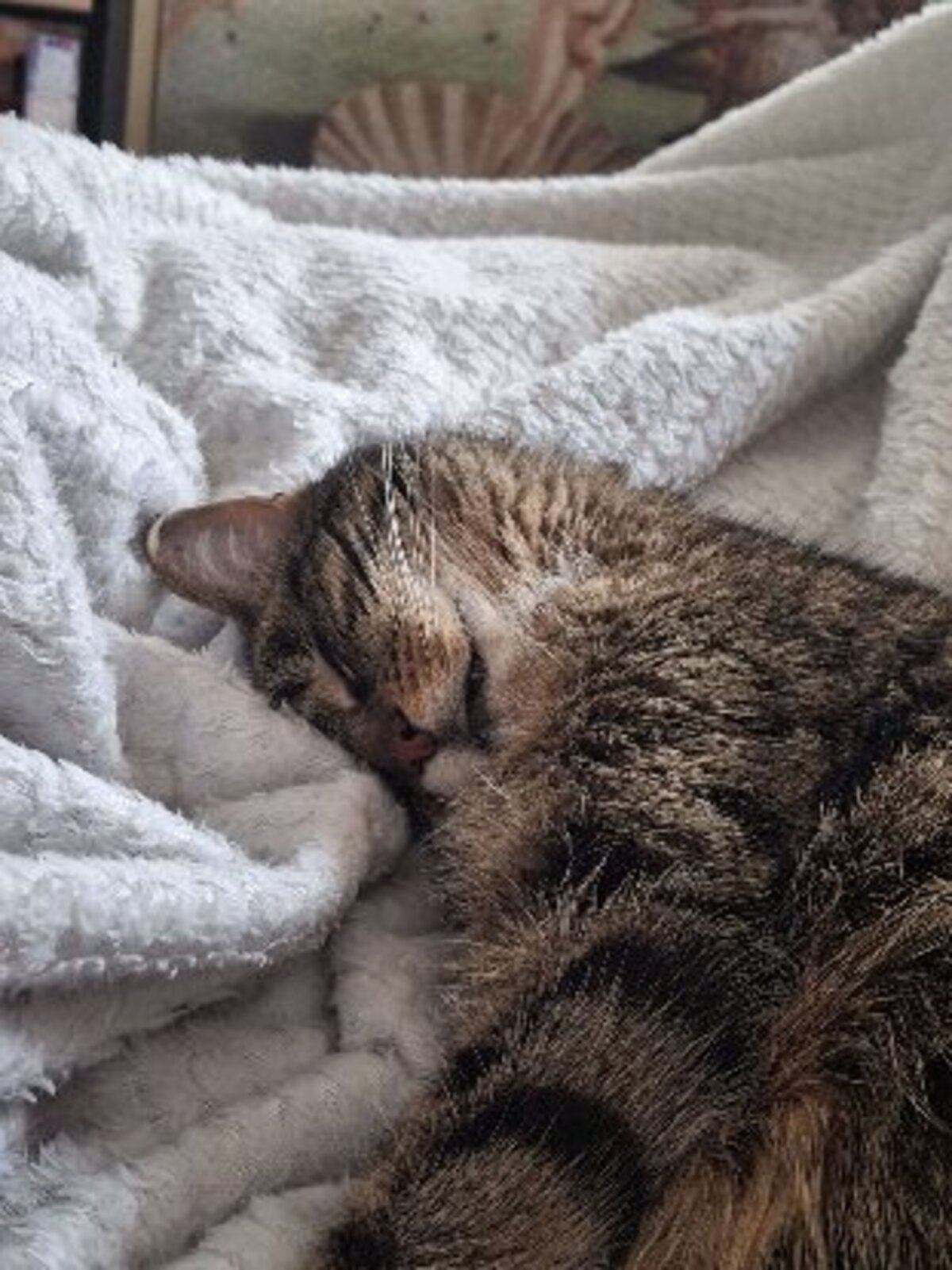 Adoption Aya