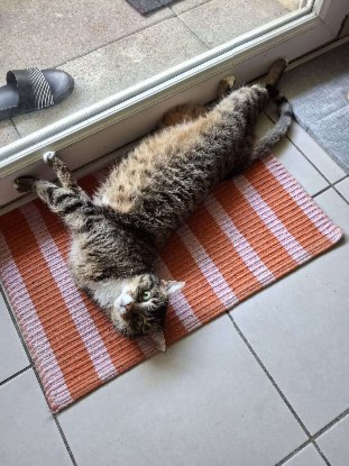 Adoption Aya