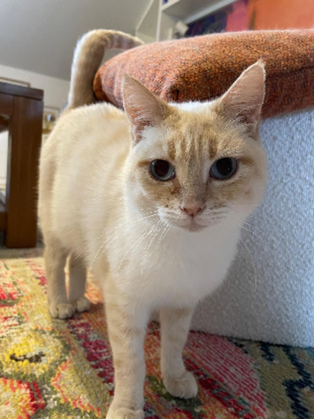 Adoption Azalée