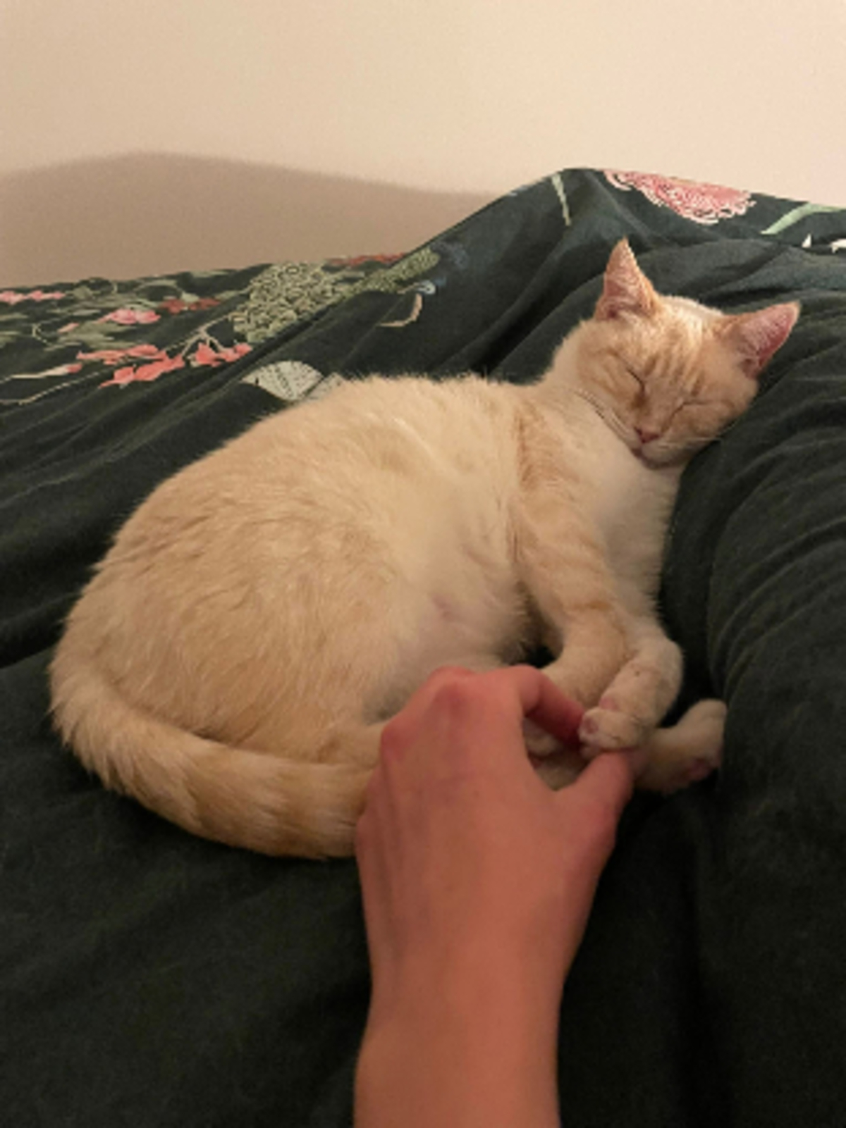 Adoption Azalée