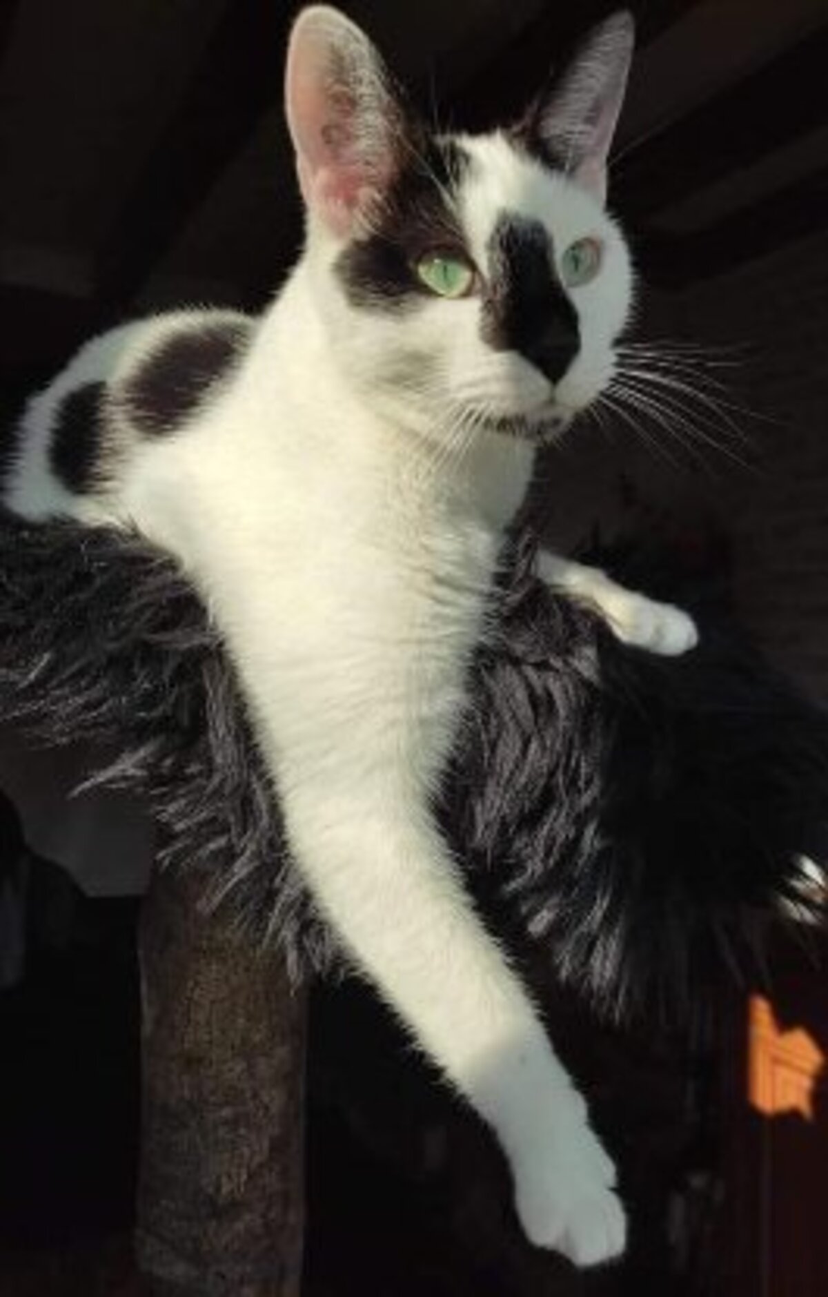 Adoption Azrael
