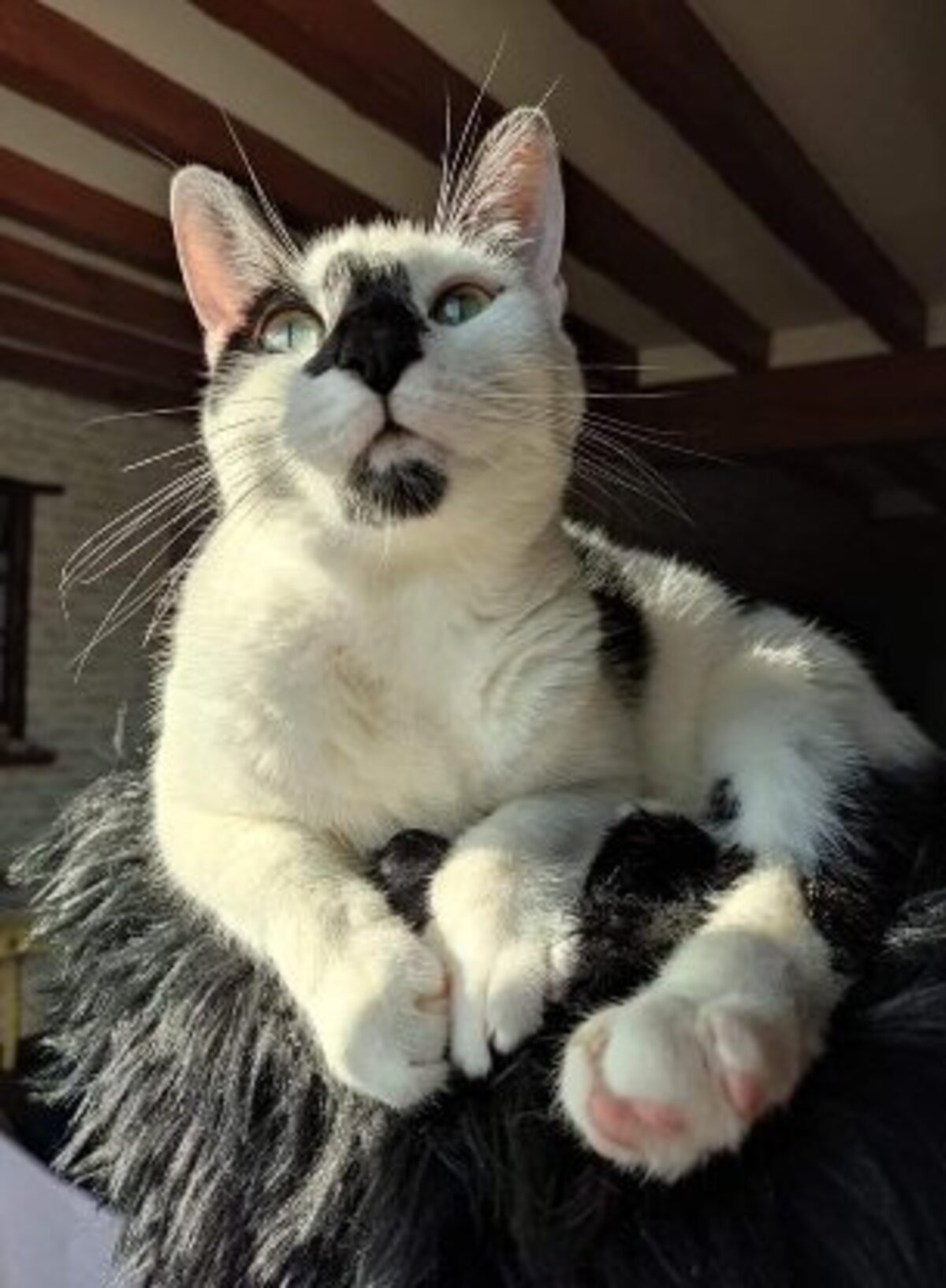 Adoption Azrael
