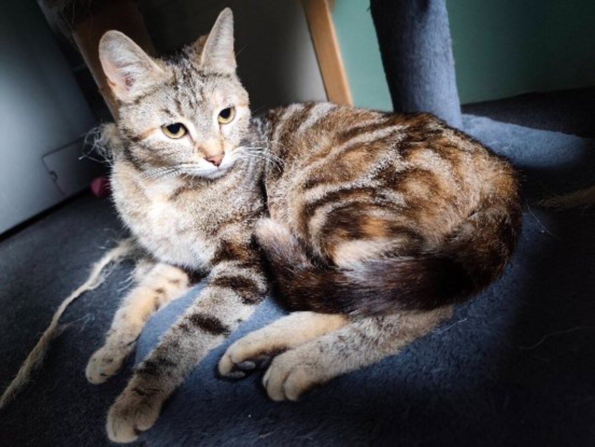 Adoption Babette