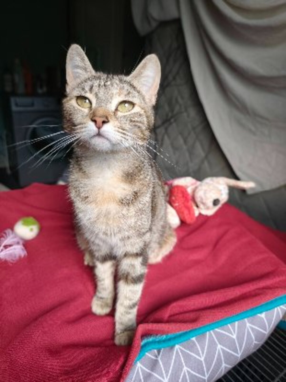 Adoption Babette
