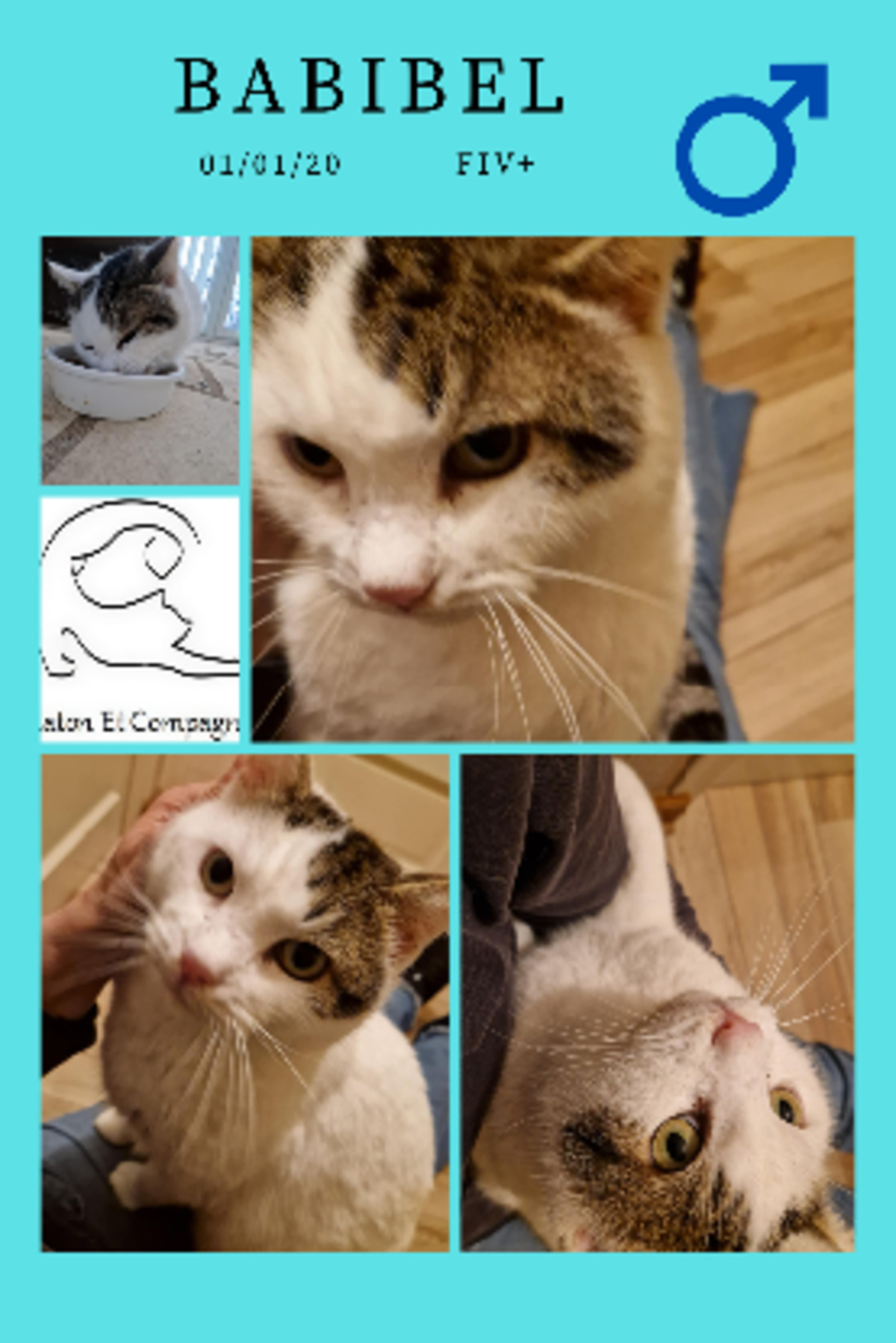 Adoption Chaton