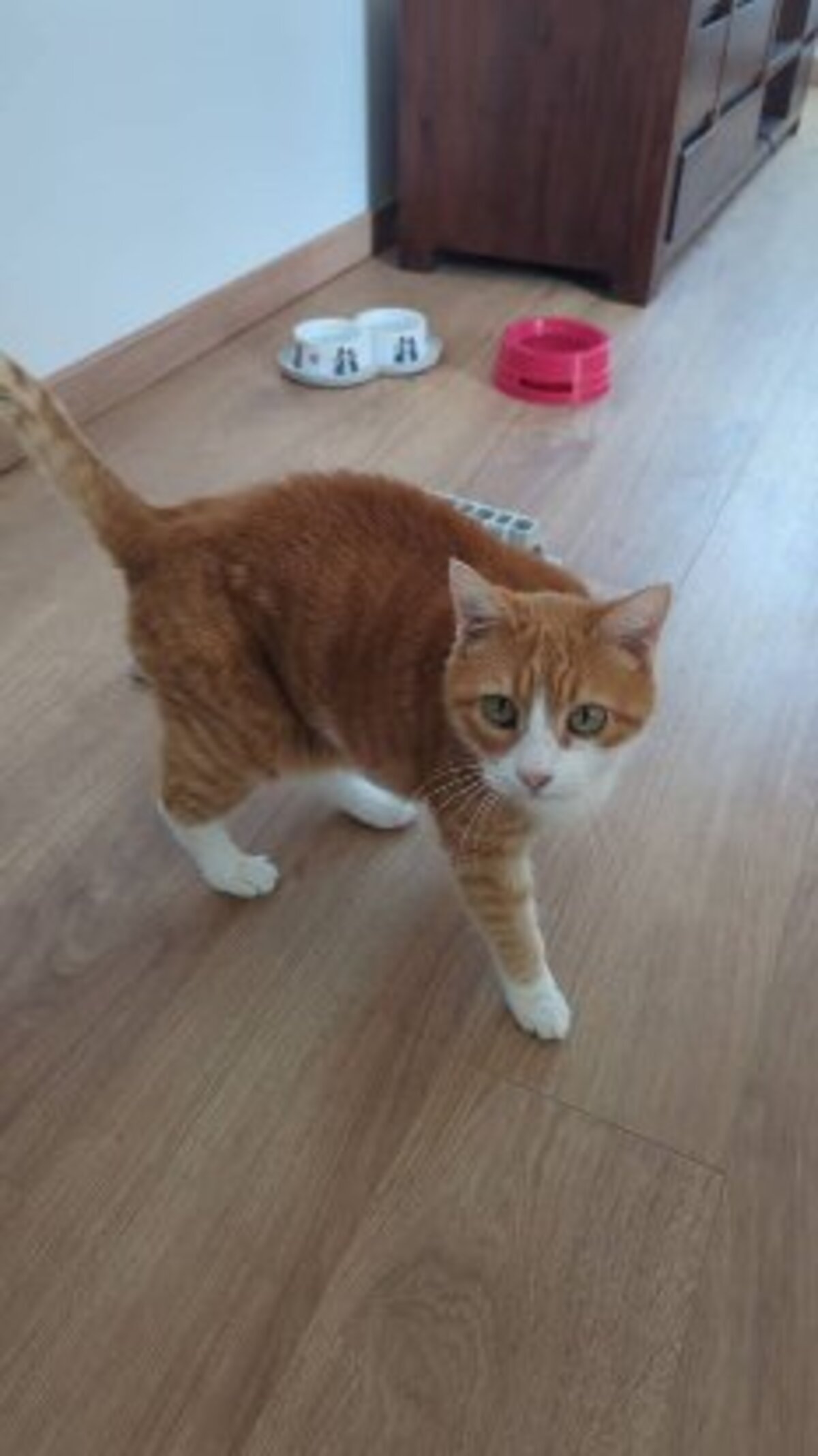 Adoption Babou