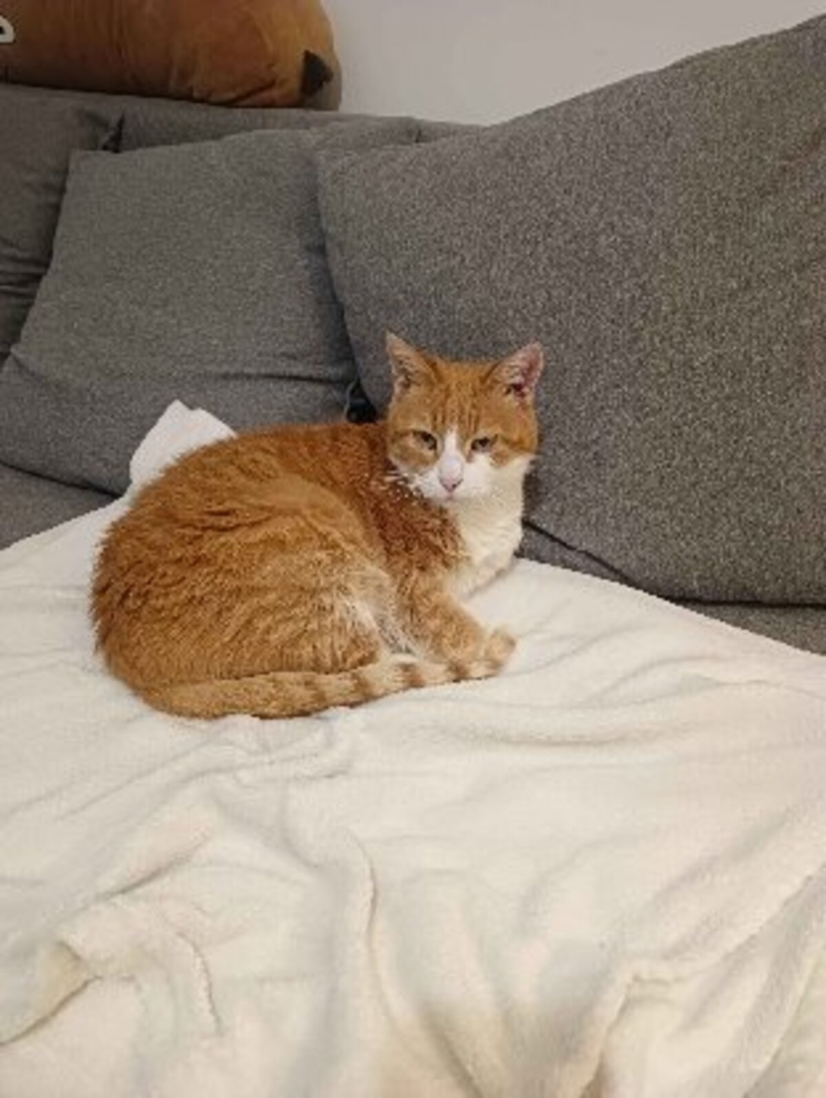 Adoption Babou