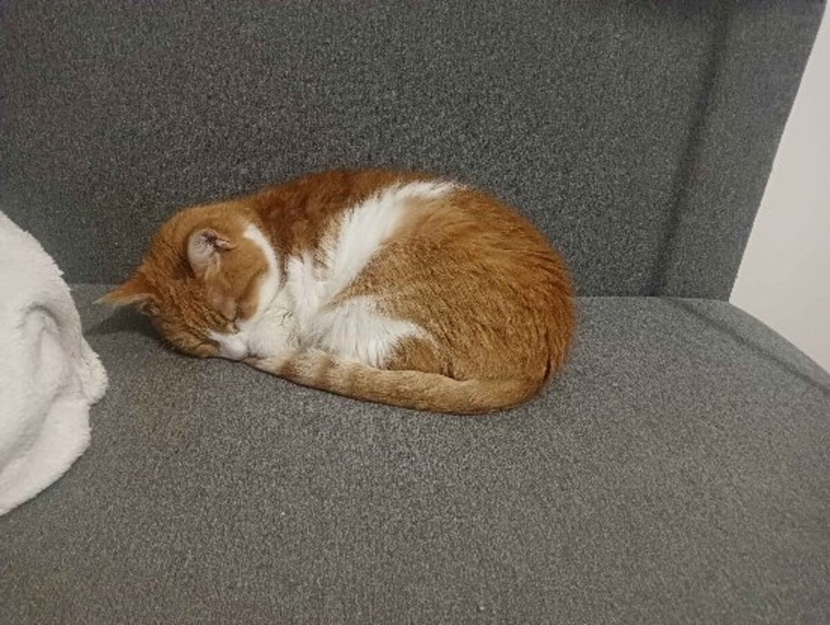 Adoption Babou