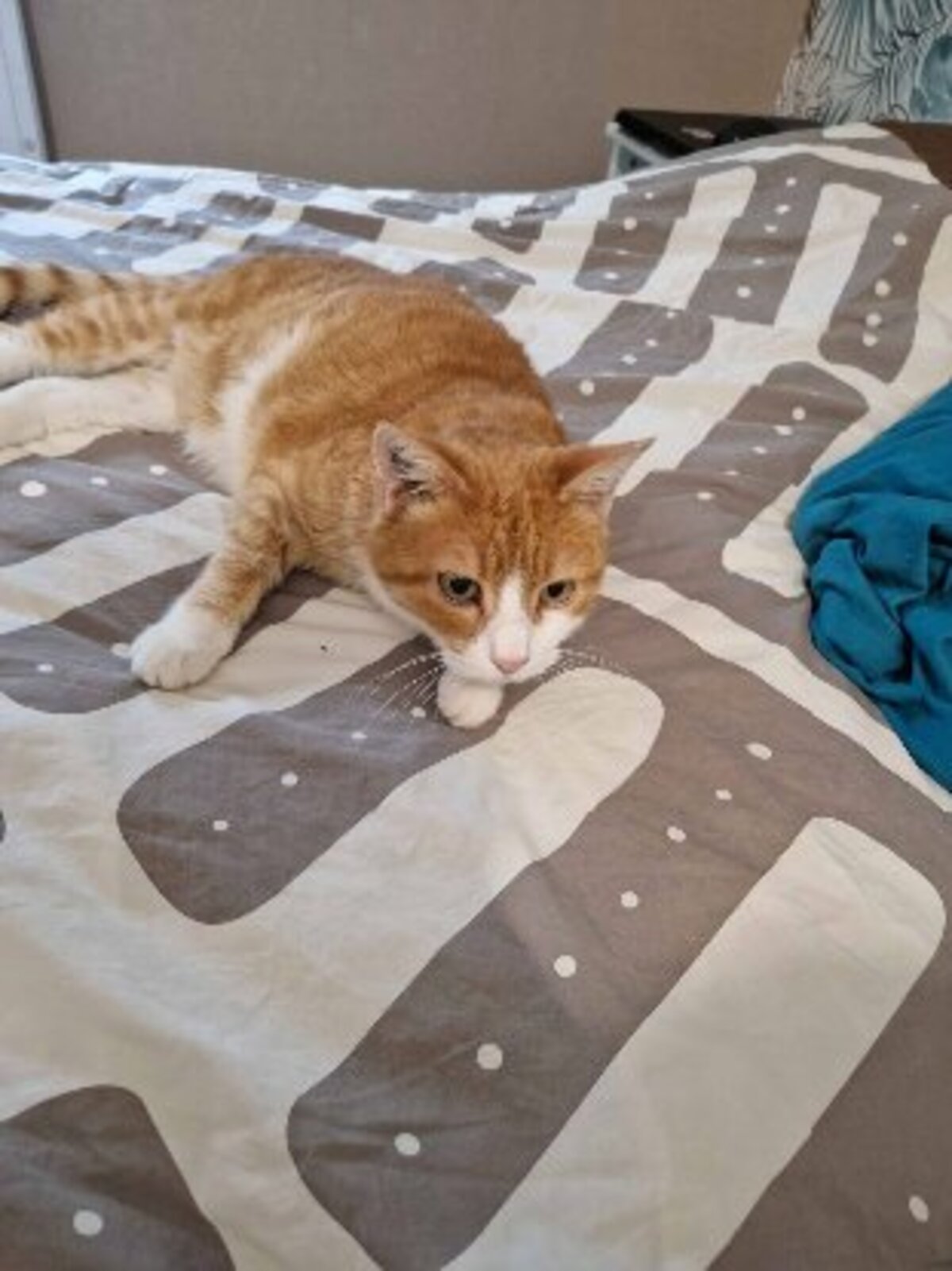 Adoption Babou