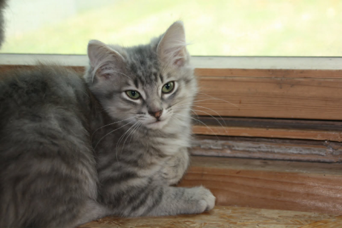 Adoption Babouche