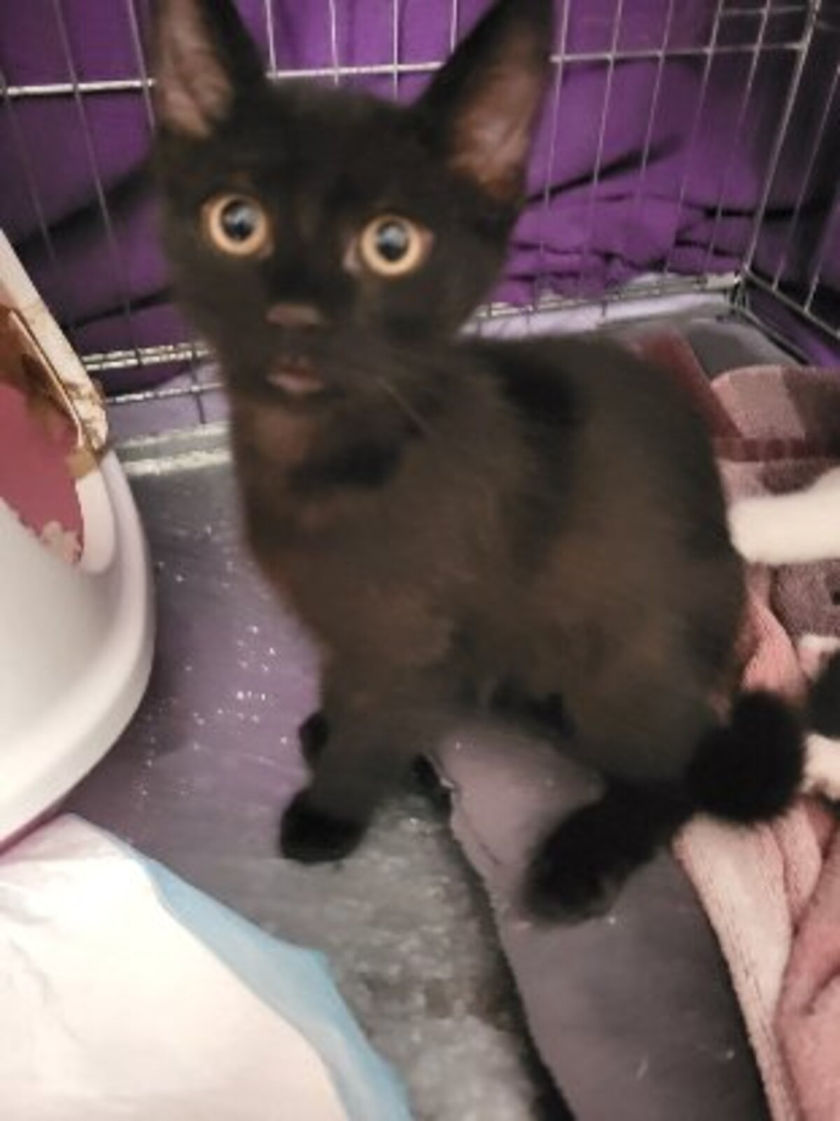 Adoption Baggy