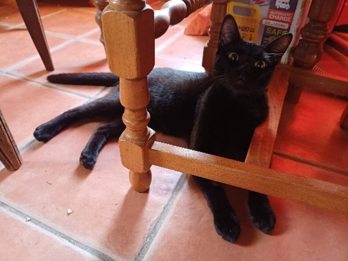 Adoption Bagheera
