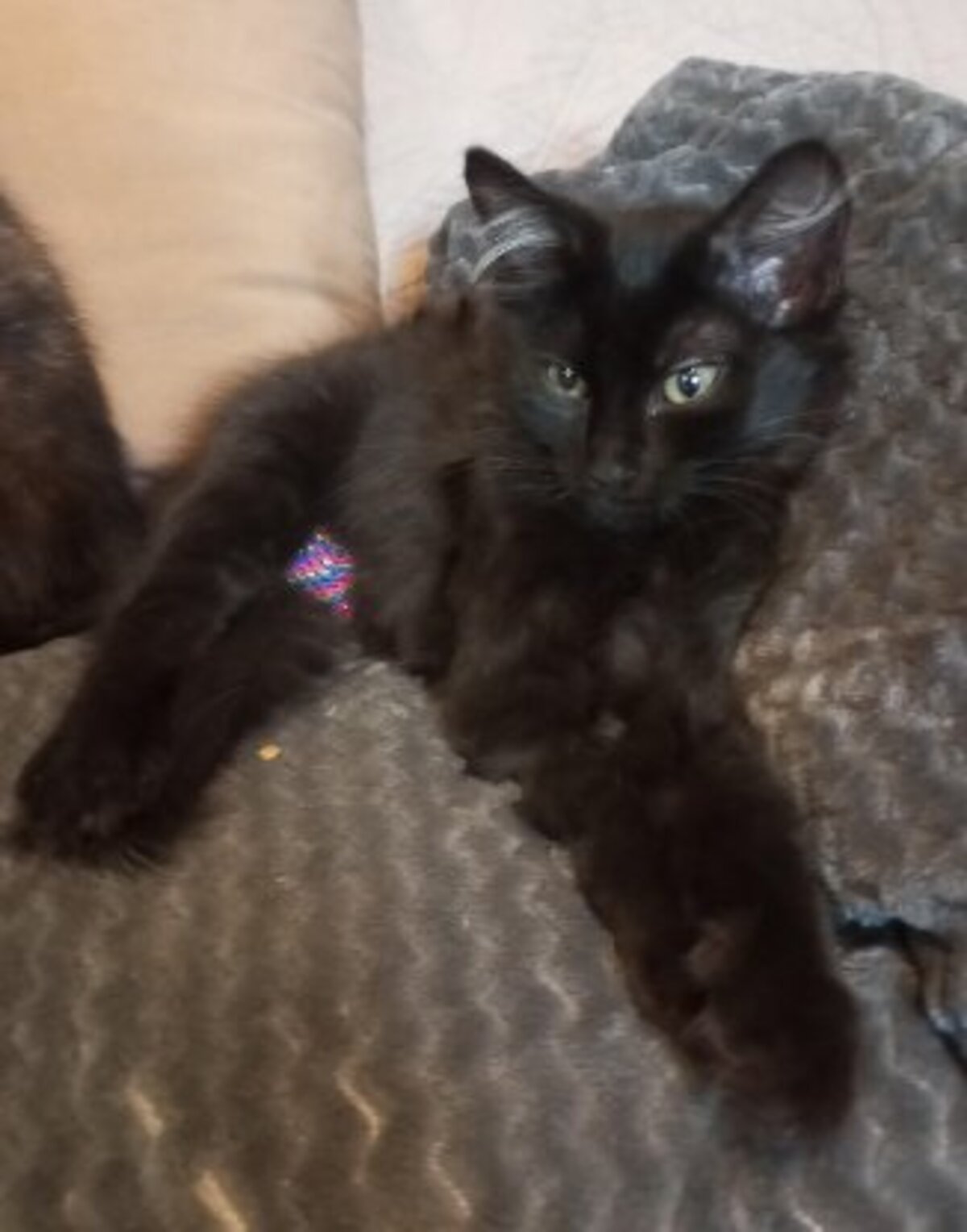 Adoption Bagherra