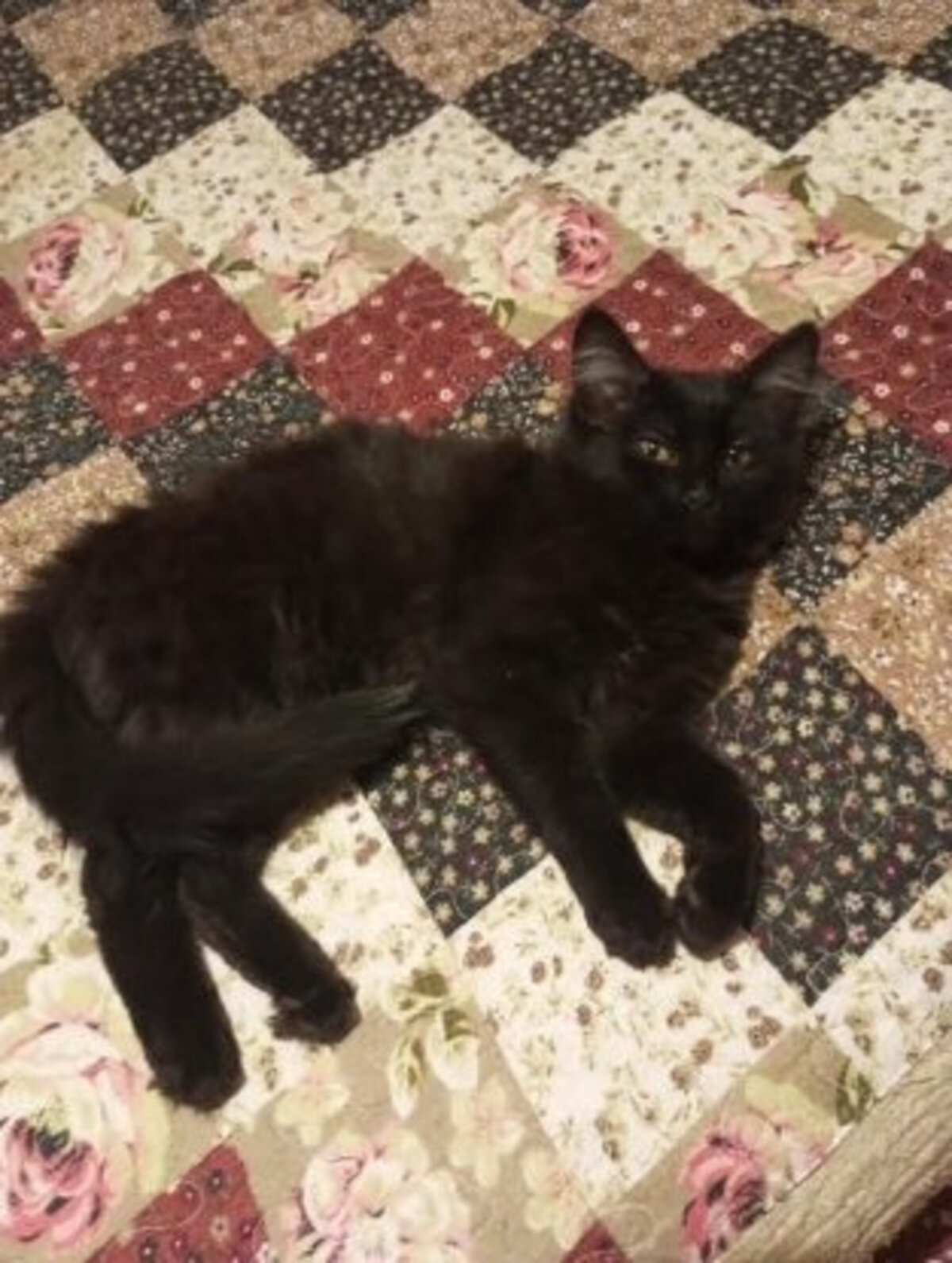 Adoption Bagherra