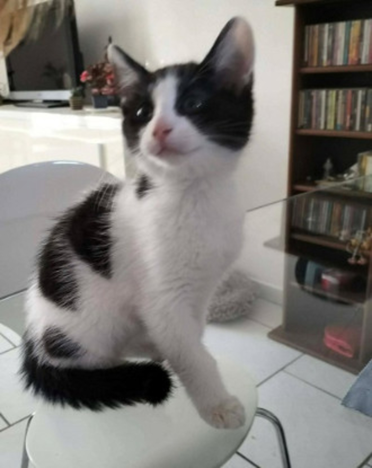Adoption Bahia