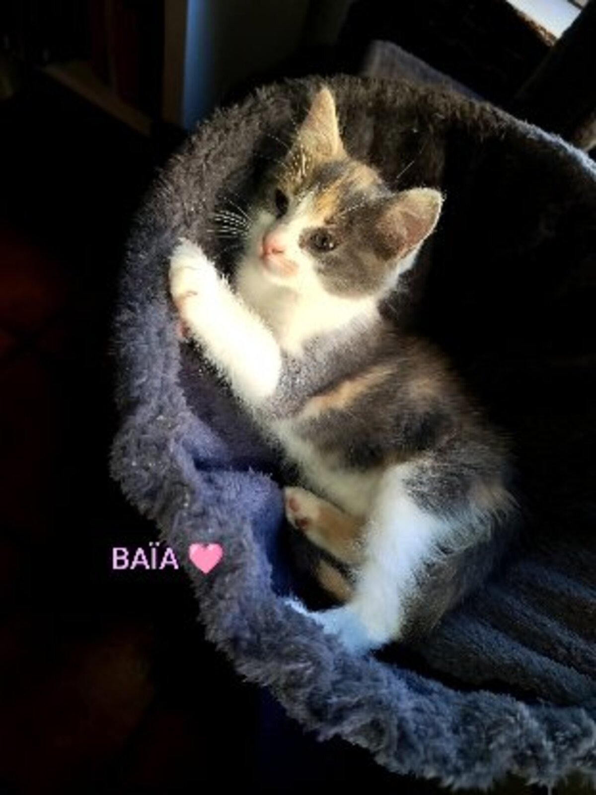 Adoption Baia et bidule