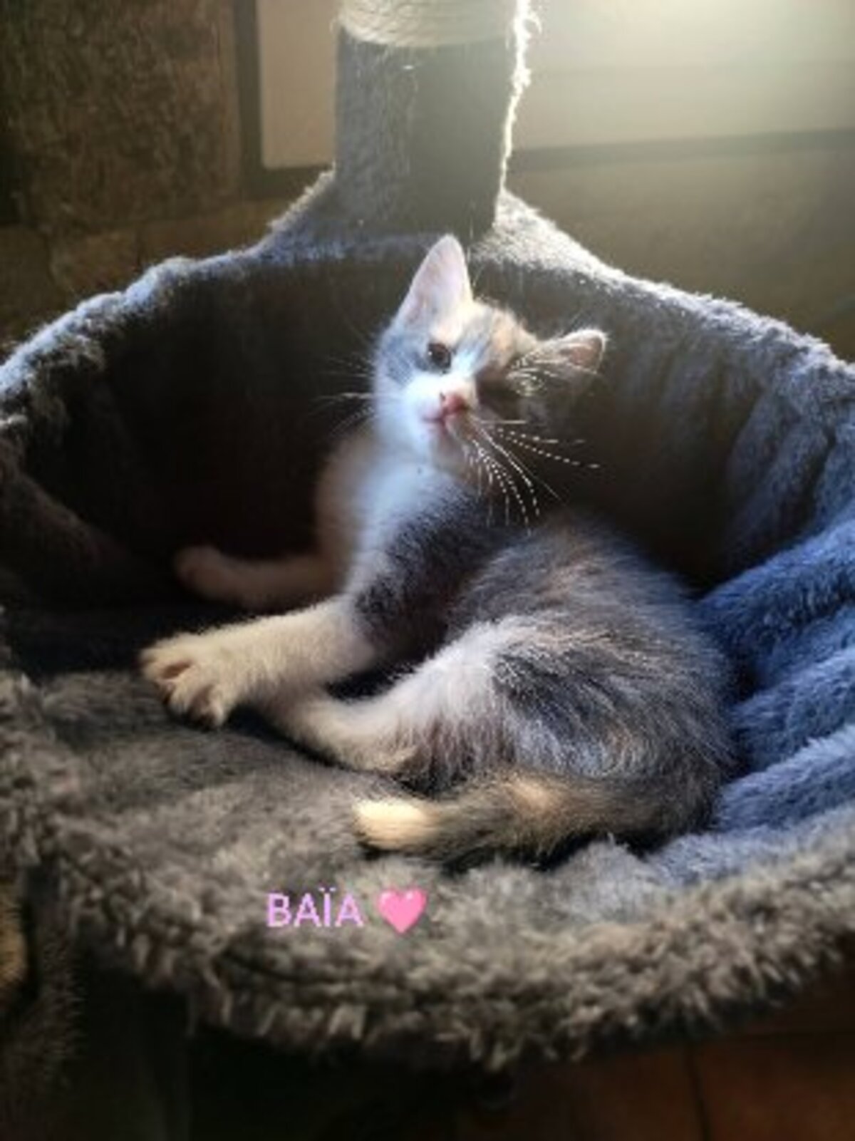 Adoption Baia et bidule