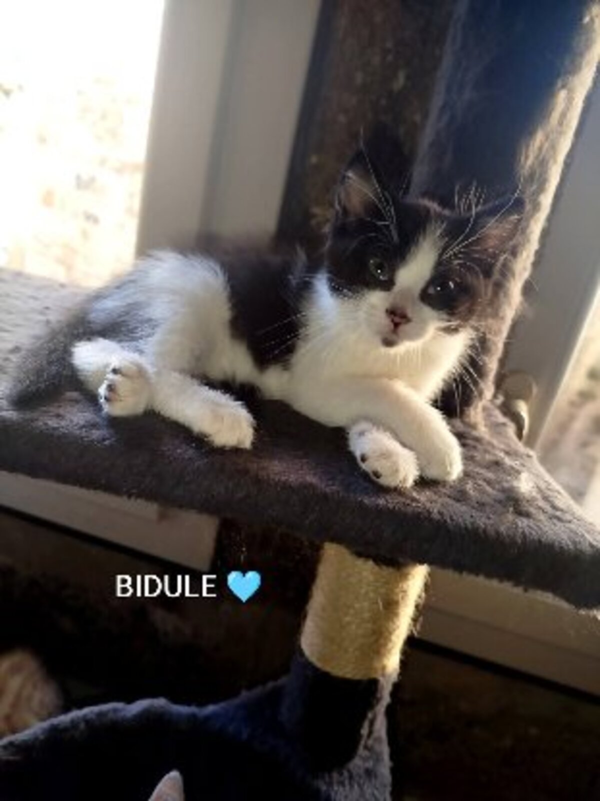 Adoption Baia et bidule
