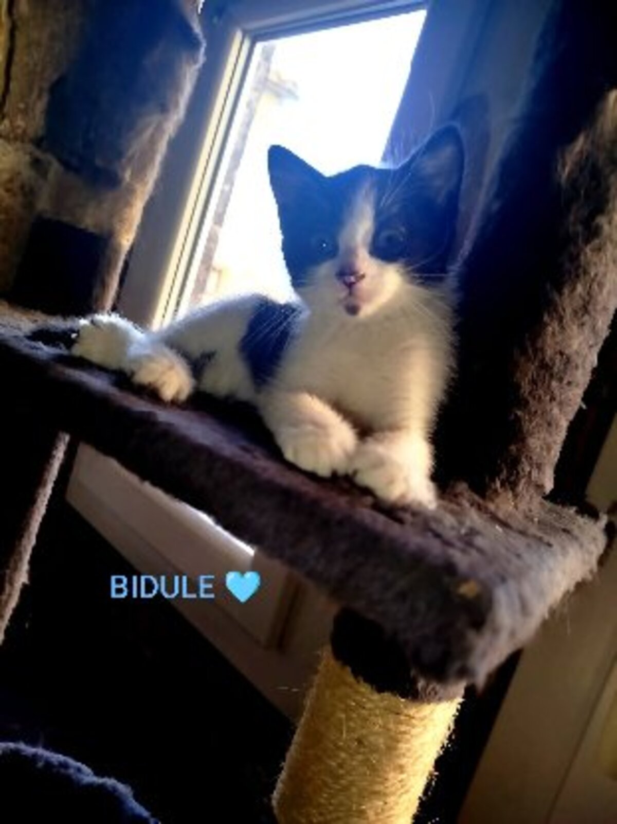 Adoption Baia et bidule