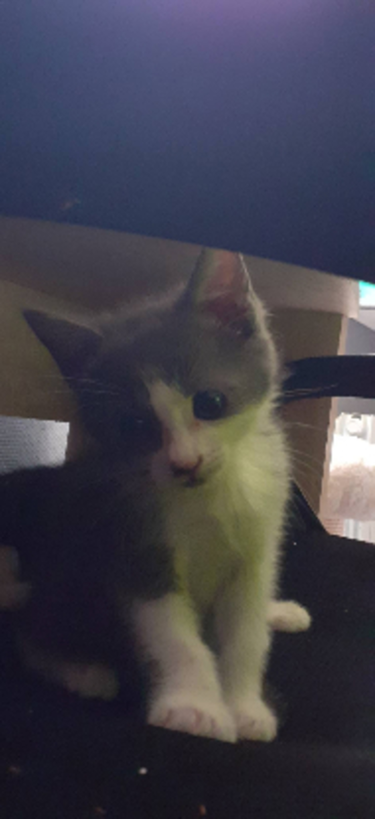 Adoption Bailaya