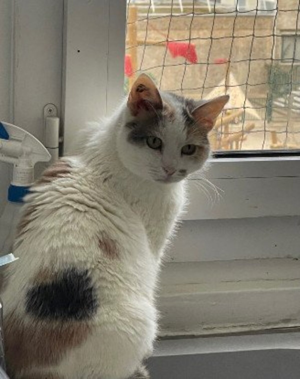 Adoption Bambi