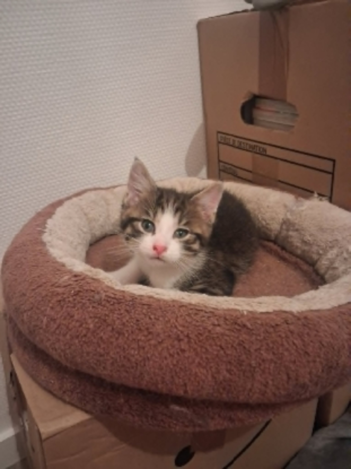 Adoption Bambi