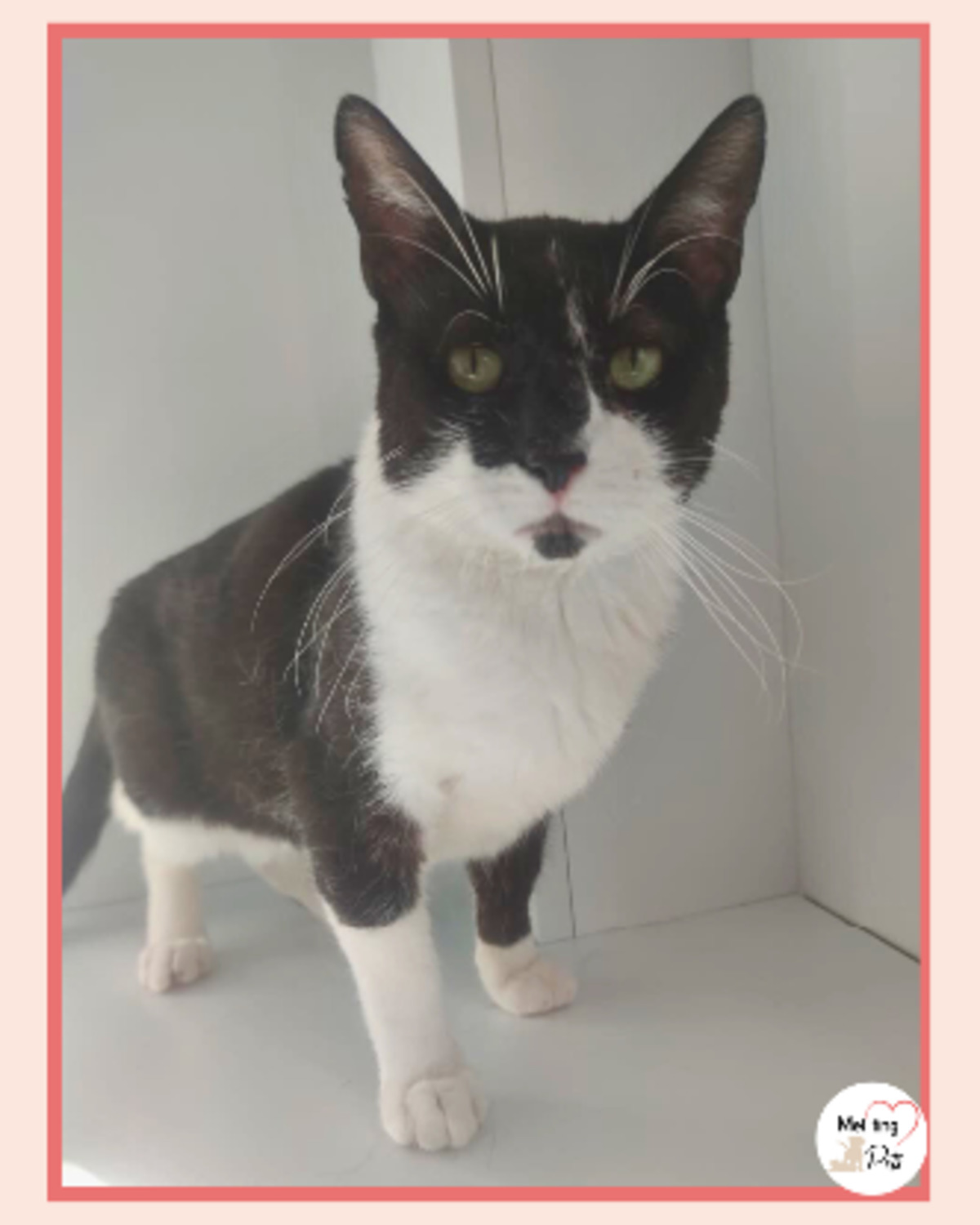 Adoption Bambú