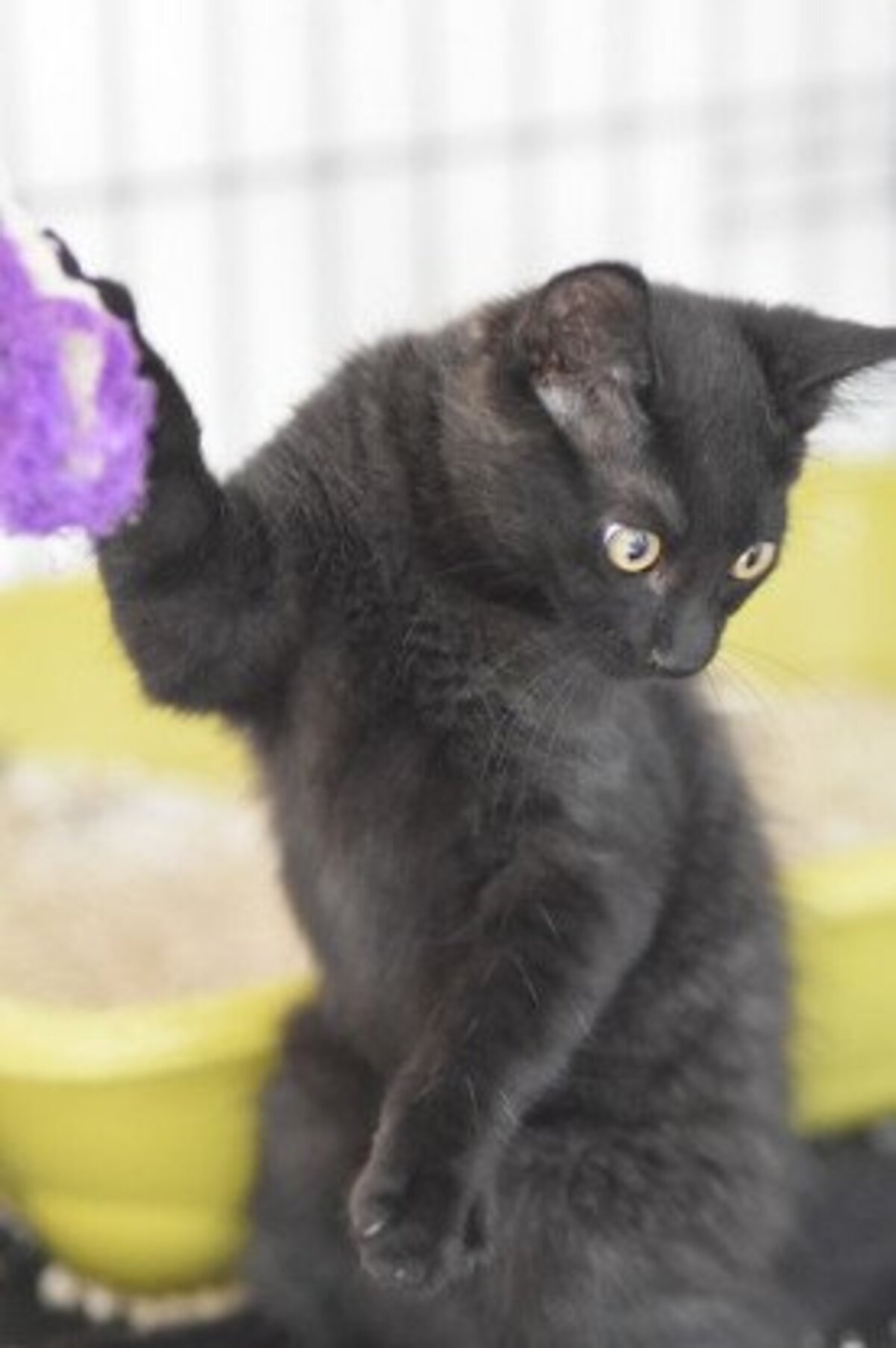 Adoption Bambum